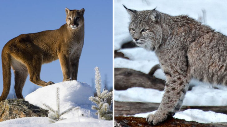 13 U.S. Mountains and National Parks Where You’re Most Likely to Spot a Rare Big Cat