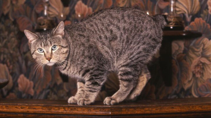 13 Ways the Pixie-Bob Cat Will Surprise You (In the Best Way)