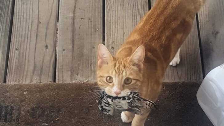 13 Weird Things Cats Do That Actually Mean “I Love You”