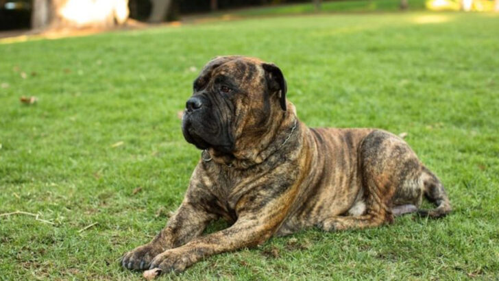 14 Brindle Beauties That Prove Stripes Are Always in Style