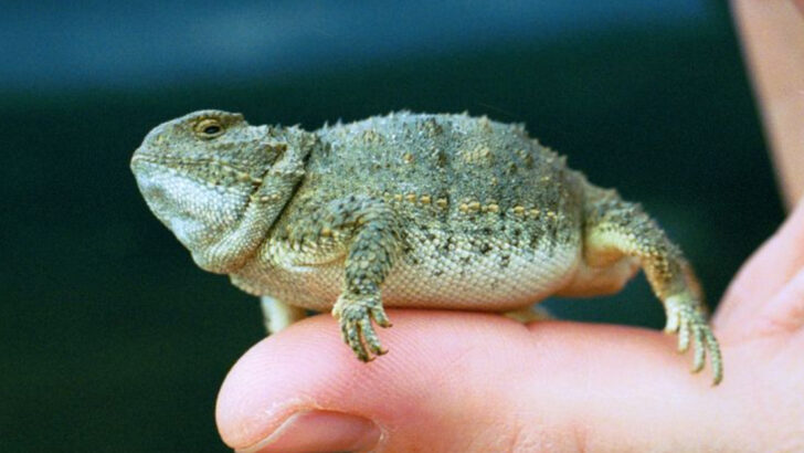 14 Creatures That Boomers Grew Up Seeing Everywhere—But Millennials Barely Know Exist