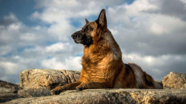 14 Dog Breeds That Age Like Fine Wine (Getting Better After 7 Years Old)
