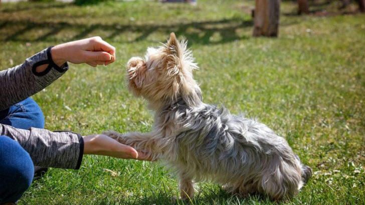 14 Dog Training Techniques That Actually Work