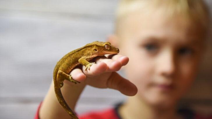 14 Family Friendly Reptiles Children Over Ten Can Safely Handle