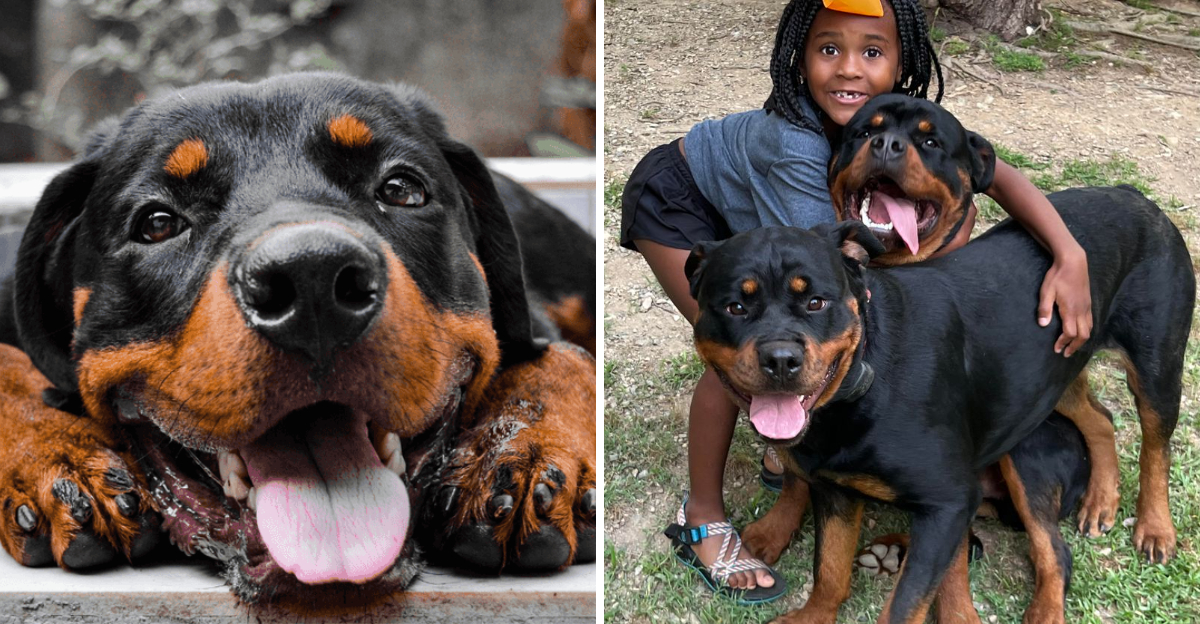 Gold Rottie 14 Fascinating Facts About the Rottweiler—A Protector With a Heart of ...