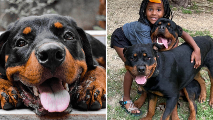 14 Fascinating Facts About the Rottweiler—A Protector With a Heart of Gold