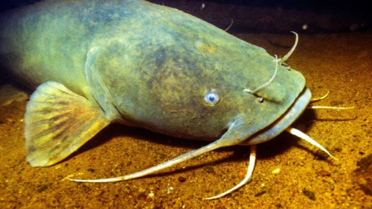 14 Fish Species That Dominated the Mississippi Before Dams Changed Everything
