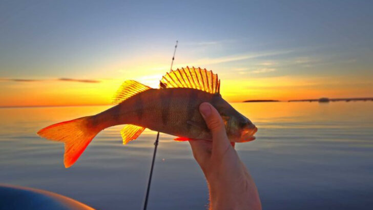14 Fish Species That Used to Fill Children’s Fishing Buckets in the 1950s (But Kids Today Will Never See)