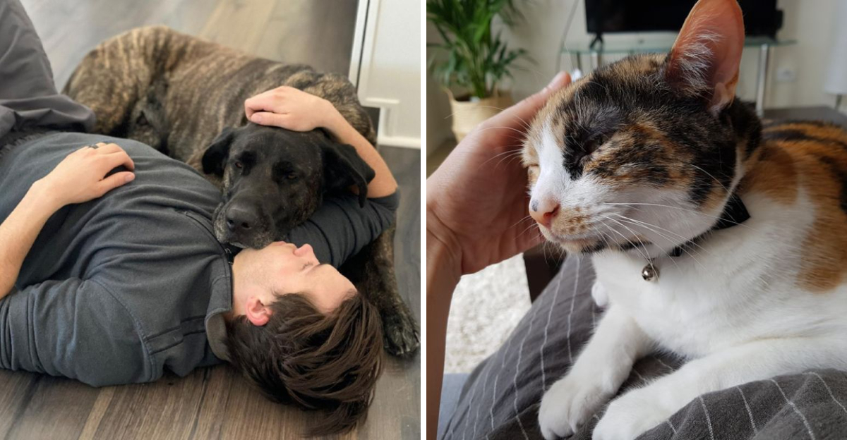 Getting Animals 14 Heartwarming Ways Shelter Workers Know an Animal Has Found Its ...