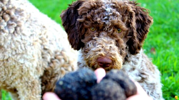 14 Rare Dog Breeds That Are Nearly Impossible to Find in the U.S.