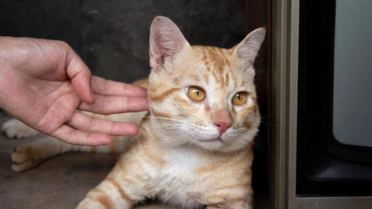 14 Red Flags in Cat Behavior You Should Never Ignore
