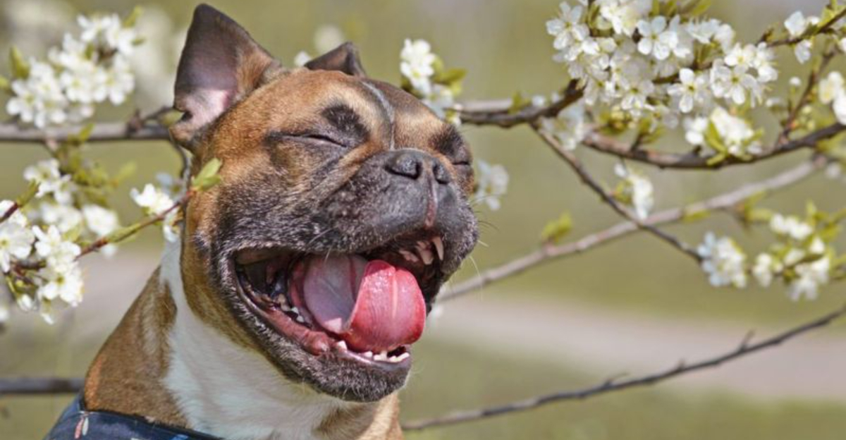 14 Signs Your Dog Has Seasonal Allergies—and How to Help Fast ...