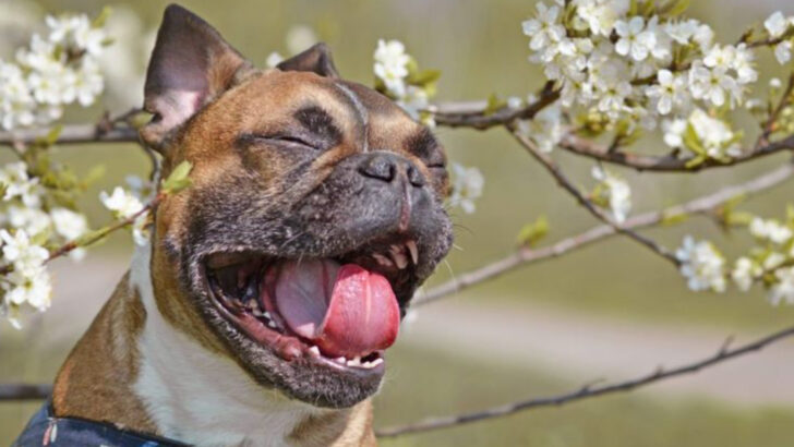 14 Signs Your Dog Has Seasonal Allergies—and How to Help Fast