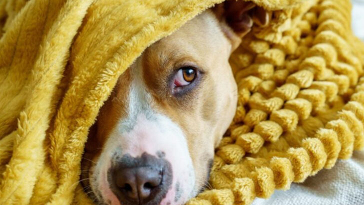 14 Signs of a Traumatized Dog and How to Help Them Heal