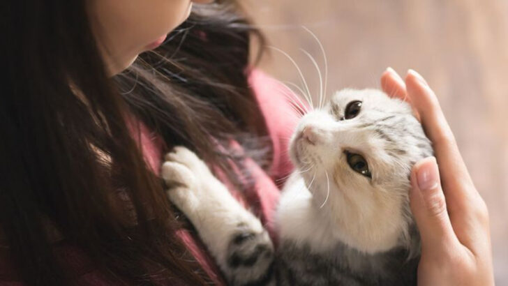 14 Subtle Ways Your Cat Shows Jealousy (And How to Keep the Peace)