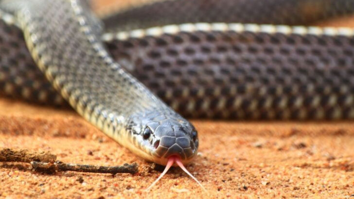 14 Terrifying Behaviors Of The Deadliest Snakes On Earth