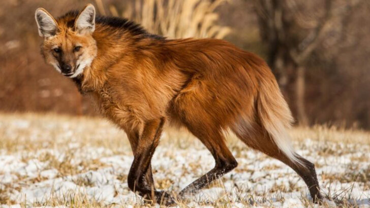 14 Truths About the Maned Wolf—The Tallest Wild Canine That Looks Like a Fox on Stilts
