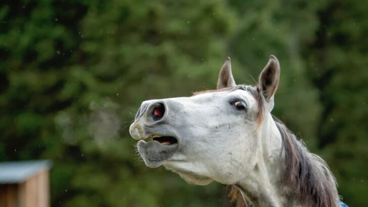 14 Unusual Ways Horses Read and Respond to Human Emotions
