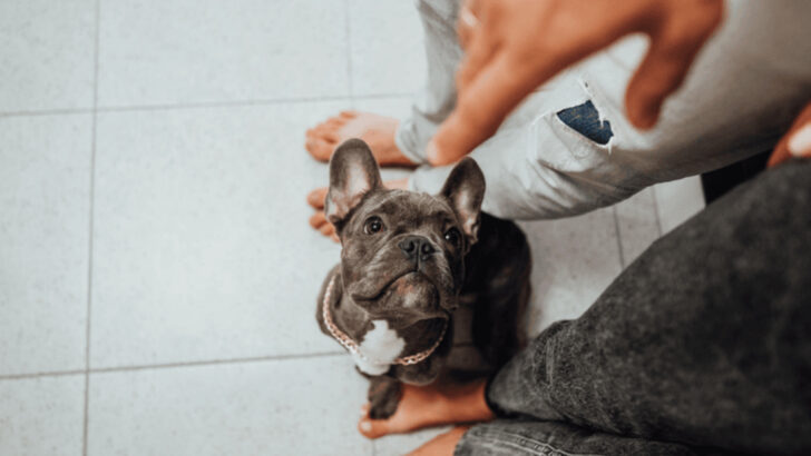 14 Weird Things Dogs Do That Actually Mean “I Love You”