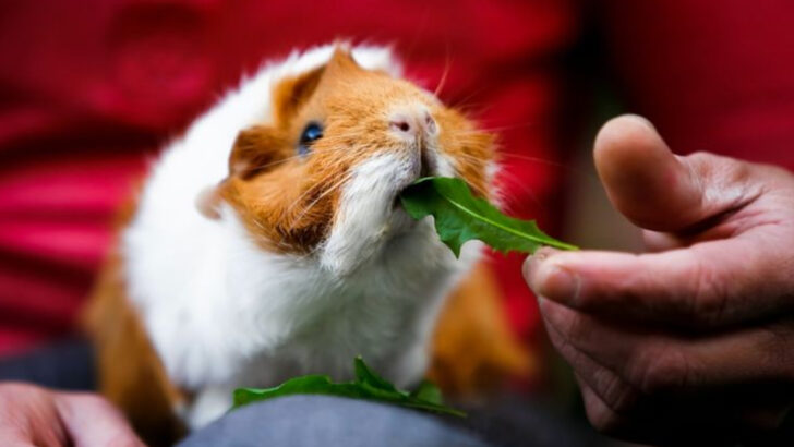 15 Animals Proving Introverts Make the Best Pet Owners