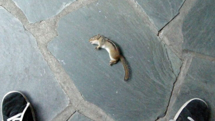 15 Animals That Play Dead Just to Mess With Predators (and You)