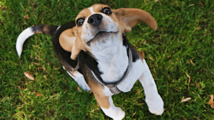 15 Cheerful Dogs to Brighten Your Days (And 5 That Scare Off Strangers)