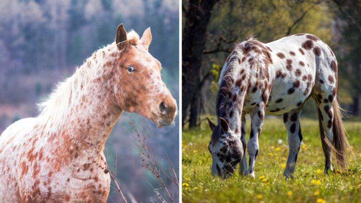 15 Cool Facts About the Appaloosa—America’s Most Colorful Horse