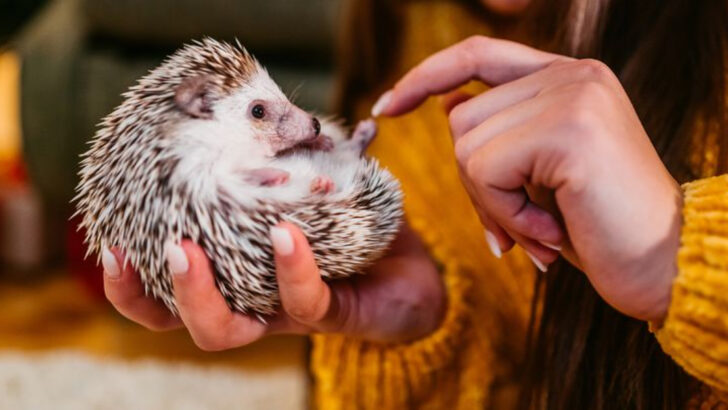 15 Fresh Pet Ideas for People Who’ve Kept the Same Breed Forever