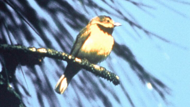 15 Once-Common Birds That Used to Wake Americans Every Morning (Now Silent Forever)