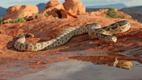 Photo inspiration: Fresh Look at 15 Snakes With The Weirdest Eating Habits From Egg Eaters