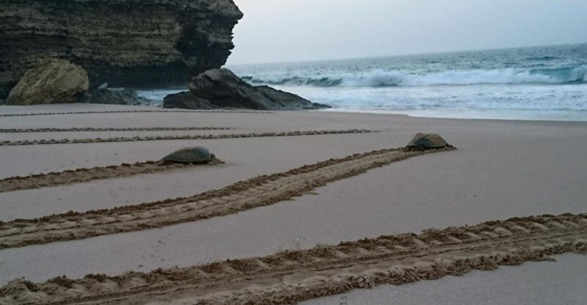 15 Strange Things Animals Do Right Before Natural Disasters Hit ...