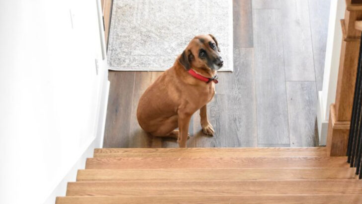 15 Weirdest Things Dogs Are Afraid Of (And Why It Makes Total Sense)
