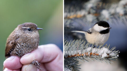 15 of the Tiniest Birds You’ll Ever Spot in America - Exploring Animals