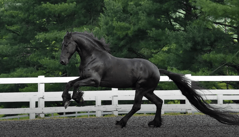 15. The Art of the High-Stepping Trot