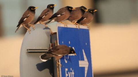 16 Animals That Are Now Living in Places They Were Never Meant to Be