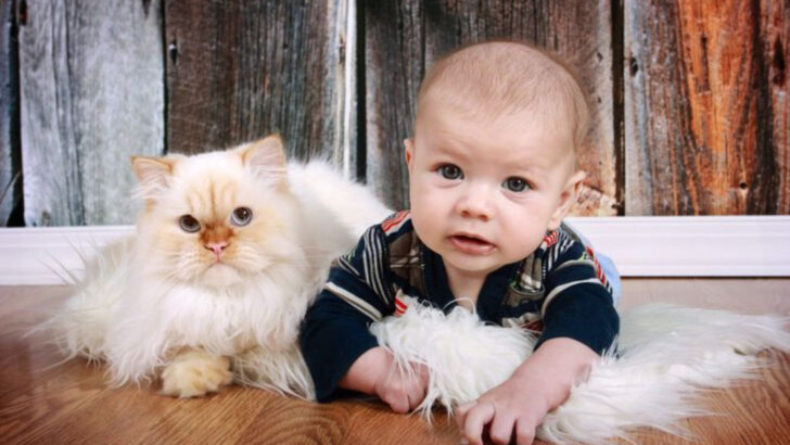 16 Cat Breeds That Stay Calm Around Toddlers Learning to Share Space