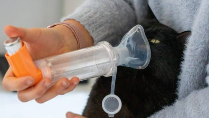 16 Common Cat Illnesses Every Owner Should Know About