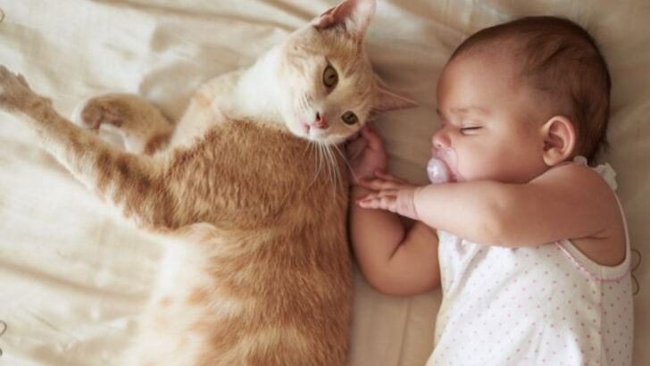 16 Common Myths About Cats