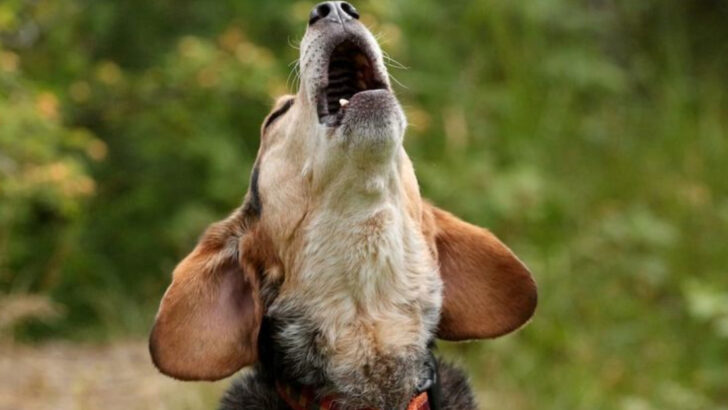 16 Dog Behaviors That Could Be Serious Red Flags