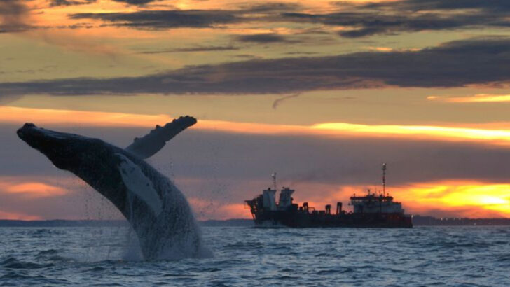16 Epic Whale-Watching Spots Across the U.S. You Can’t Miss