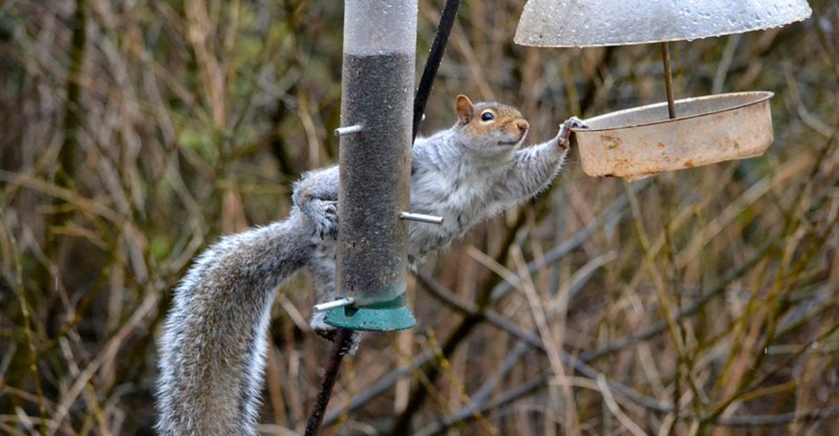 16 Mammals That Secretly Live in Cities Without Most People Noticing ...