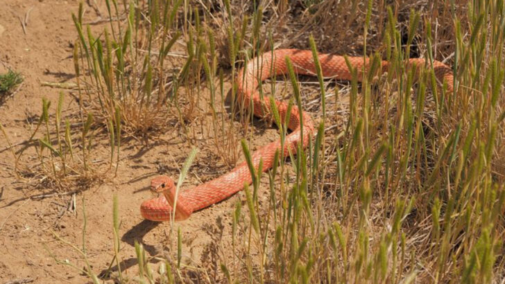 16 Most Elusive Snakes of North America (Even Experts Rarely See Them)