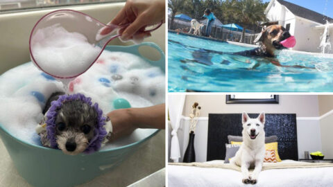 Beautiful view of Pamper Your Pet At A Luxury Spa
