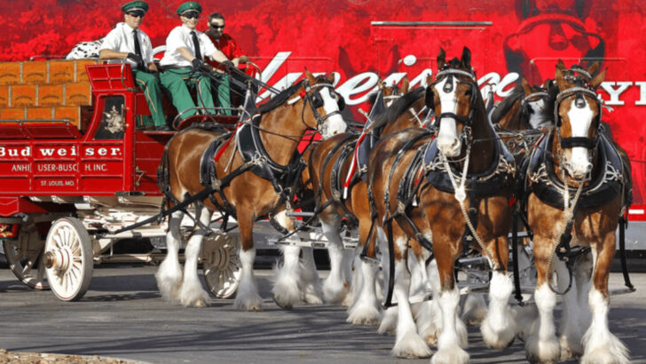 16 Remarkable Facts About the Clydesdale—From Scottish Fields to Super Bowl Fame