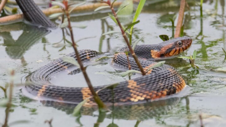 16 Snakes That Thrive in Water—America’s Most Surprising Swimmers