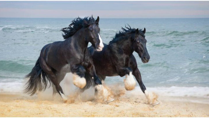 16 Things You Didn’t Know About the Shire Horse—The World’s Tallest Equine