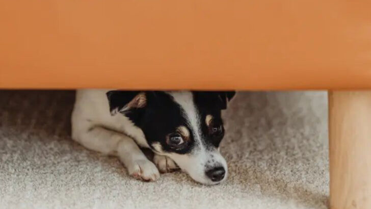 16 Ways Dogs Show They Are Jealous