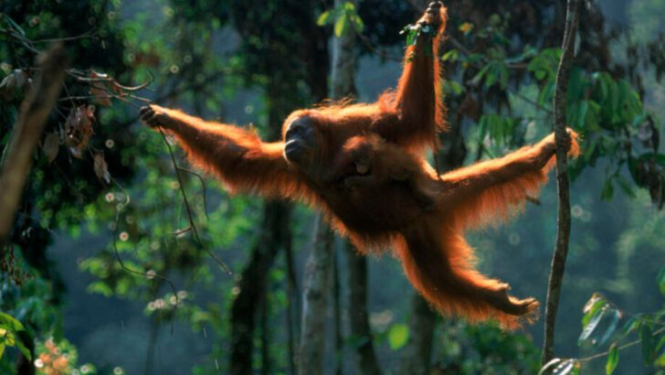 16 Wild Animals That Stopped Adapting to Humans—and Are Thriving Because of It