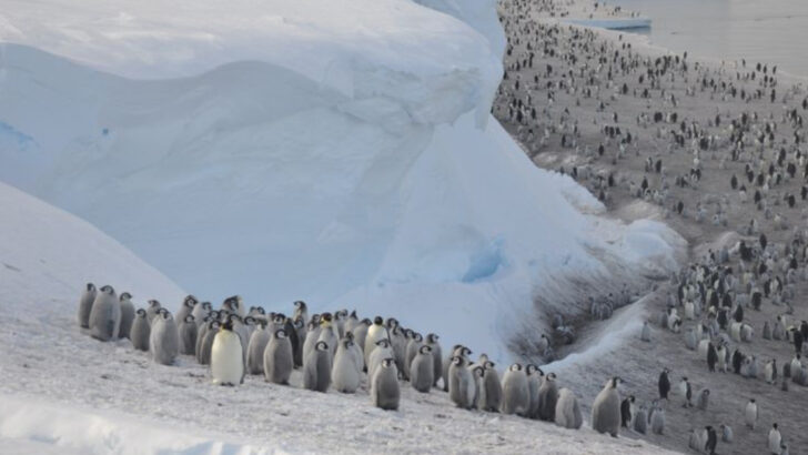 17 Animals That Don’t Have a Home—They Just Keep Moving Forever