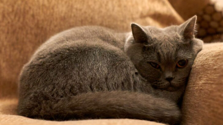 17 Cat Breeds Who Couldn’t Care Less About Your Feelings (And You’ll Love Them Anyway)